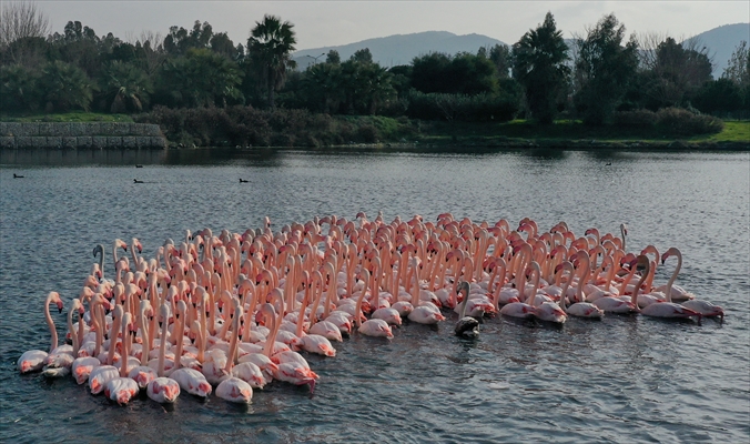 Flamingos of Cakalburnu Lagoon in Turkey's Izmir