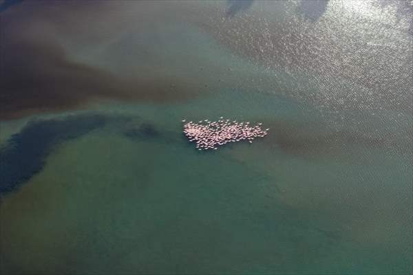 Flamingos of Cakalburnu Lagoon in Turkey's Izmir