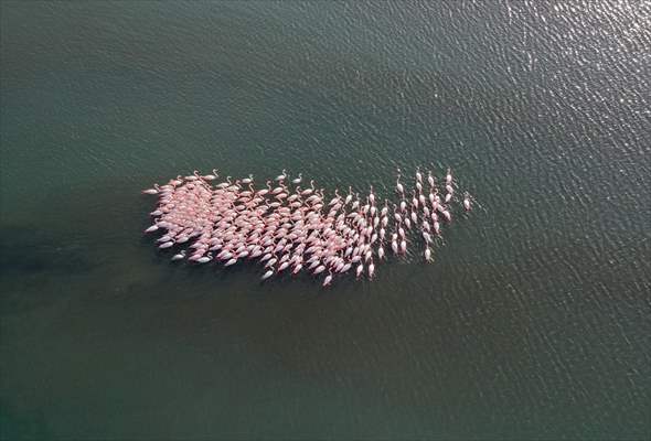 Flamingos of Cakalburnu Lagoon in Turkey's Izmir