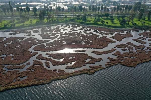 Flamingos of Cakalburnu Lagoon in Turkey's Izmir