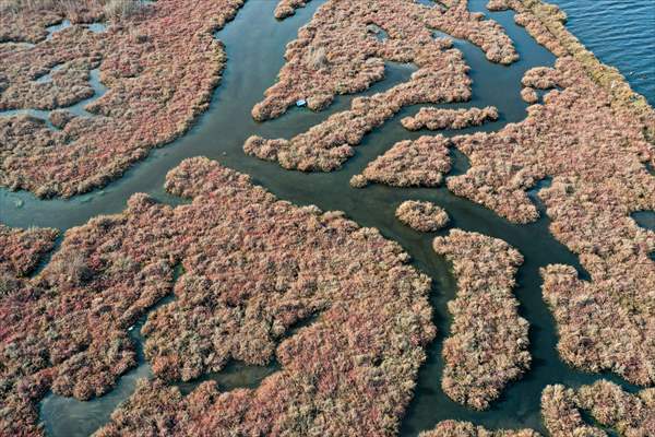 Flamingos of Cakalburnu Lagoon in Turkey's Izmir