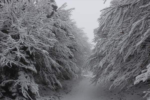 Abant tabiat parkı karlar altında