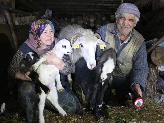 Bakan Pakdemirli'nin Bolulu aileye gönderdiği koyunlar yavrulamaya başladı