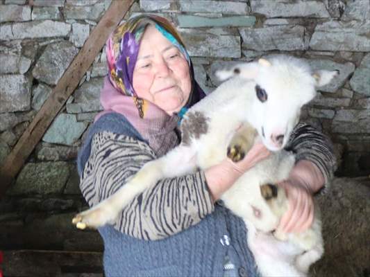 Bakan Pakdemirli'nin Bolulu aileye gönderdiği koyunlar yavrulamaya başladı