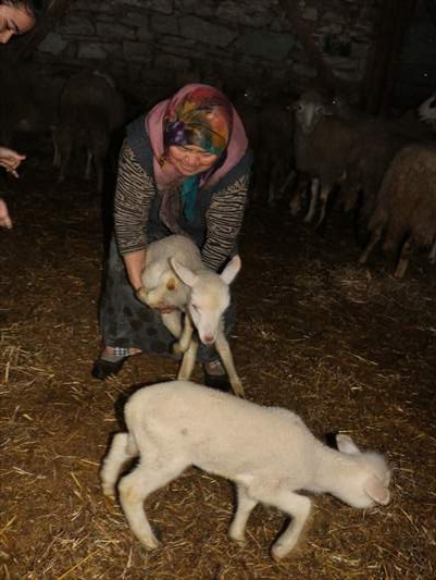 Bakan Pakdemirli'nin Bolulu aileye gönderdiği koyunlar yavrulamaya başladı