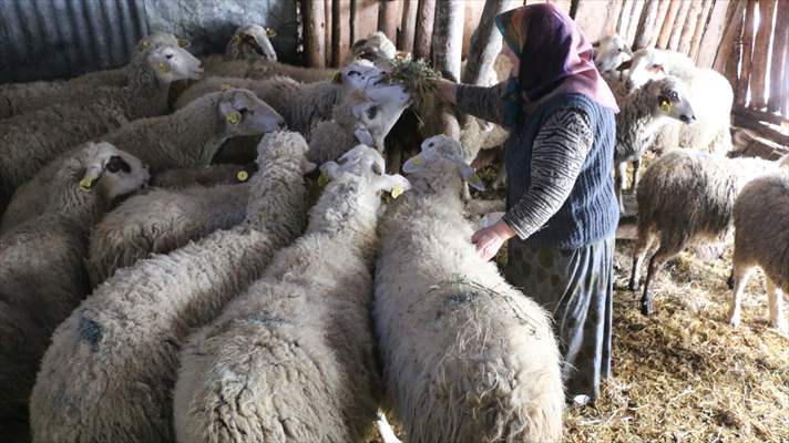 Bakan Pakdemirli'nin Bolulu aileye gönderdiği koyunlar yavrulamaya başladı