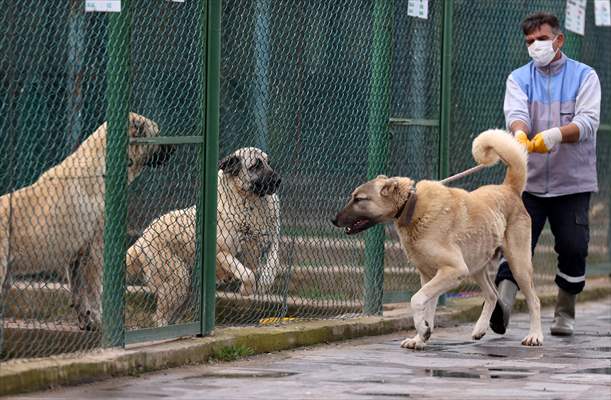 Queue for adoption of Kangal Shepherd and Akbash dogs in Turkey