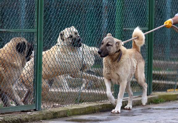 Queue for adoption of Kangal Shepherd and Akbash dogs in Turkey