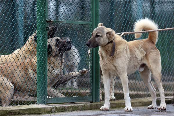 Queue for adoption of Kangal Shepherd and Akbash dogs in Turkey