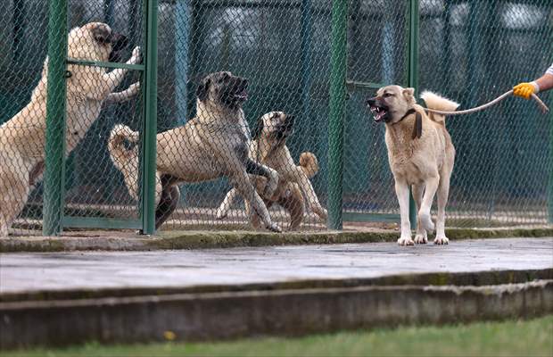 Queue for adoption of Kangal Shepherd and Akbash dogs in Turkey