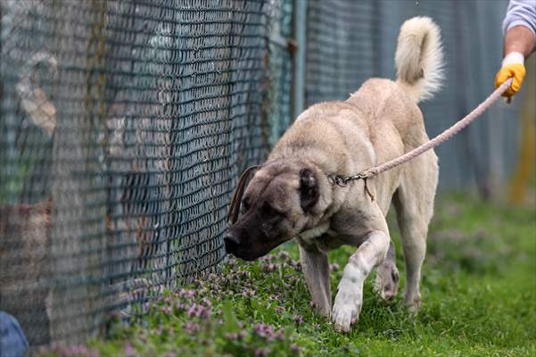 are akbash dogs legal in turkey