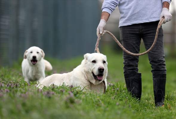 Akbash kangal sales