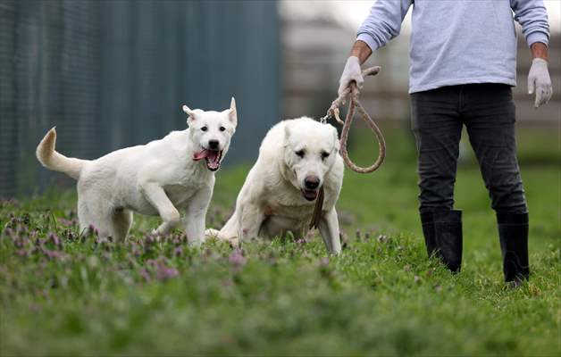 Queue for adoption of Kangal Shepherd and Akbash dogs in Turkey