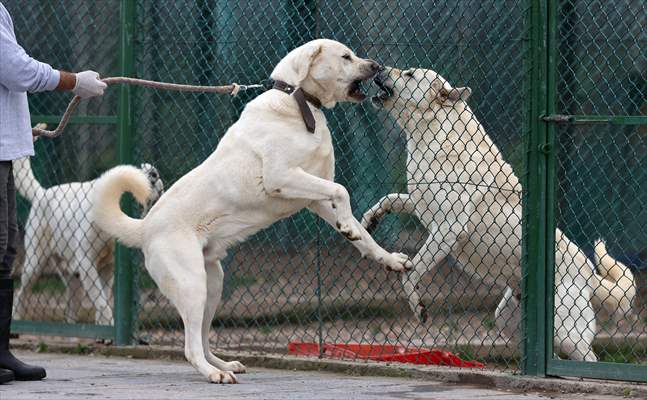 Queue for adoption of Kangal Shepherd and Akbash dogs in Turkey