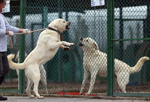 Queue for adoption of Kangal Shepherd and Akbash dogs in Turkey