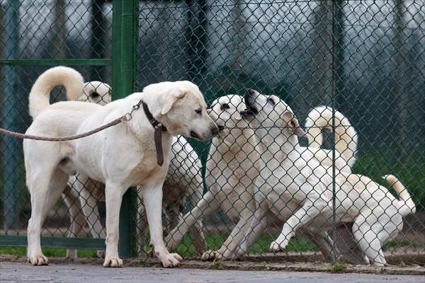 are akbash dogs legal in turkey