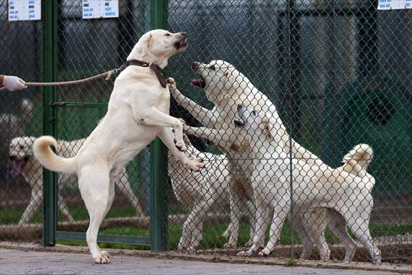 Queue for adoption of Kangal Shepherd and Akbash dogs in Turkey