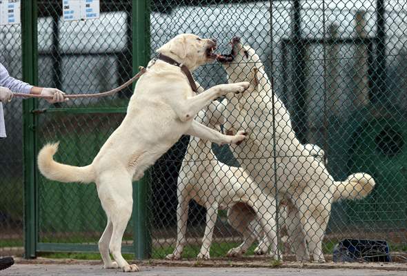 Queue for adoption of Kangal Shepherd and Akbash dogs in Turkey