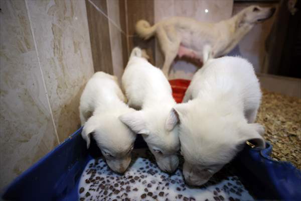 Queue for adoption of Kangal Shepherd and Akbash dogs in Turkey