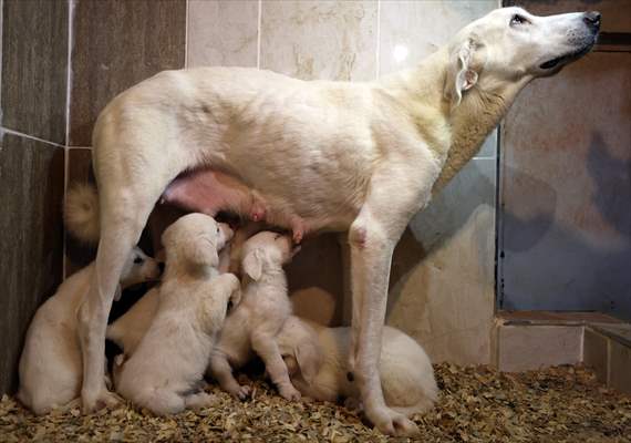 Queue for adoption of Kangal Shepherd and Akbash dogs in Turkey