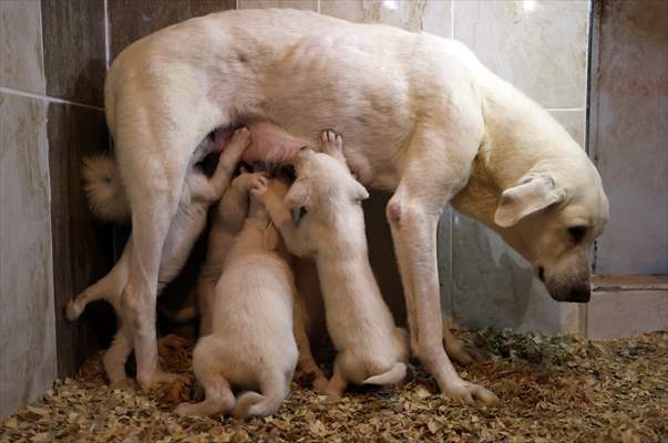 Queue for adoption of Kangal Shepherd and Akbash dogs in Turkey