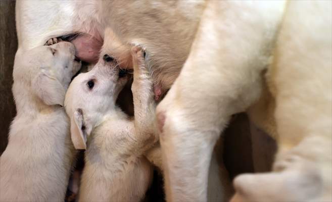 Queue for adoption of Kangal Shepherd and Akbash dogs in Turkey