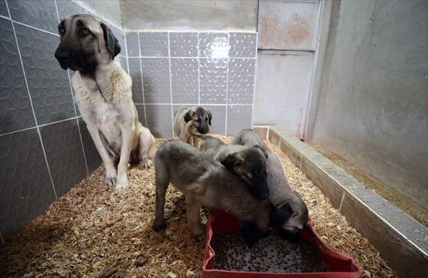 Queue for adoption of Kangal Shepherd and Akbash dogs in Turkey