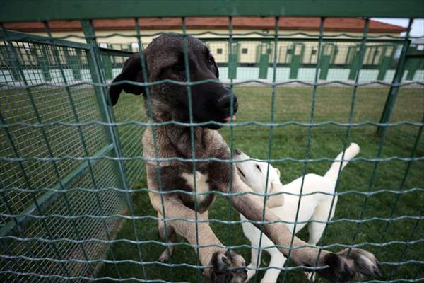 Queue for adoption of Kangal Shepherd and Akbash dogs in Turkey