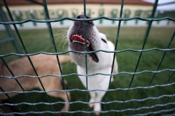 Queue for adoption of Kangal Shepherd and Akbash dogs in Turkey