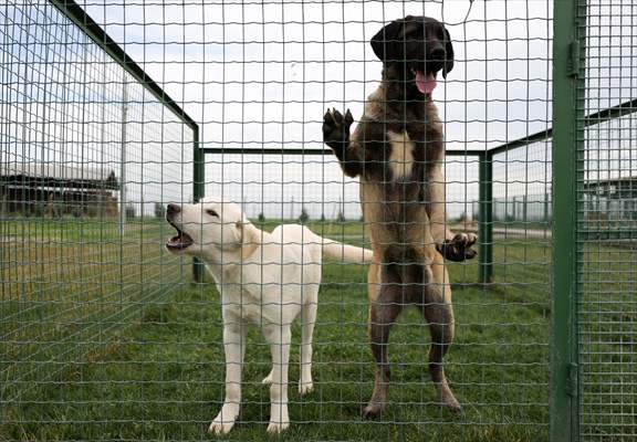 Queue for adoption of Kangal Shepherd and Akbash dogs in Turkey