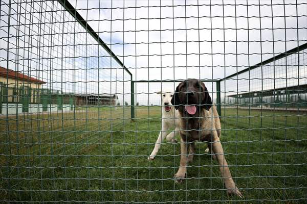 Queue for adoption of Kangal Shepherd and Akbash dogs in Turkey