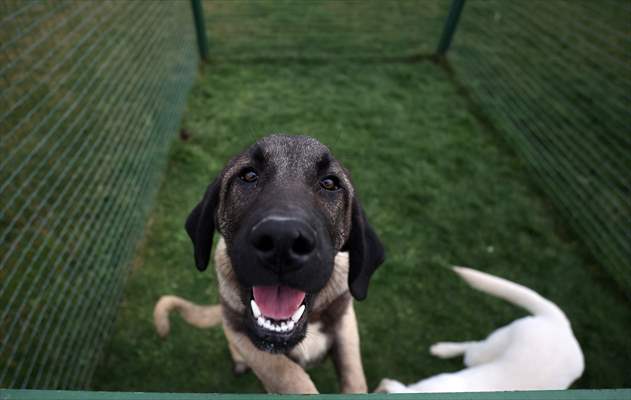 Queue for adoption of Kangal Shepherd and Akbash dogs in Turkey