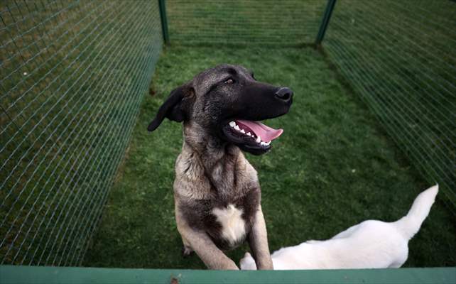 Queue for adoption of Kangal Shepherd and Akbash dogs in Turkey