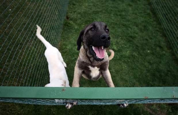 Queue for adoption of Kangal Shepherd and Akbash dogs in Turkey