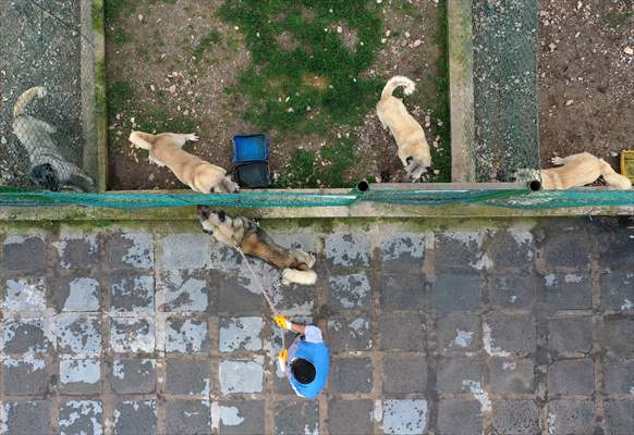 Queue for adoption of Kangal Shepherd and Akbash dogs in Turkey