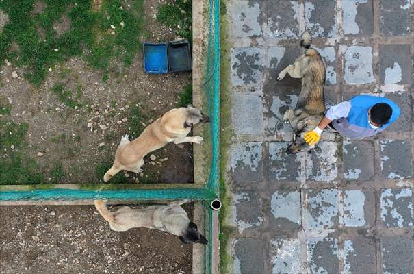 Queue for adoption of Kangal Shepherd and Akbash dogs in Turkey