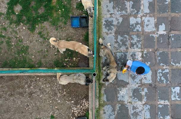 Queue for adoption of Kangal Shepherd and Akbash dogs in Turkey