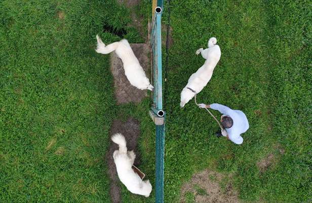 Queue for adoption of Kangal Shepherd and Akbash dogs in Turkey