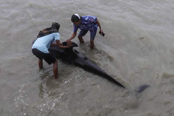 Pilot whales stranded on Indonesia's Madura island