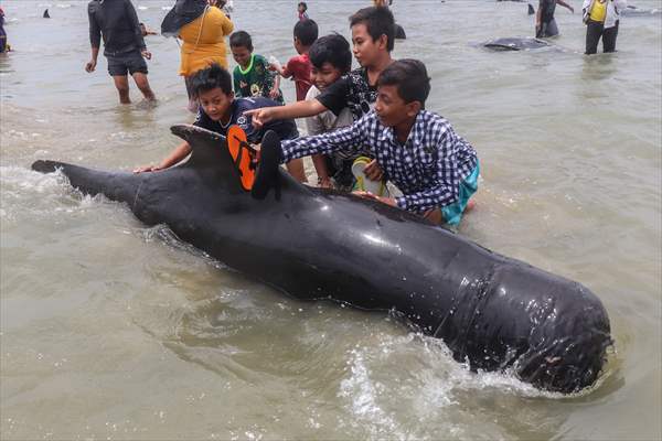 Pilot whales stranded on Indonesia's Madura island