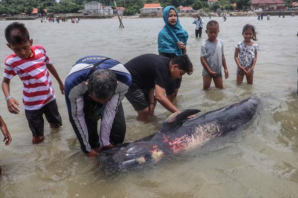 Pilot whales stranded on Indonesia's Madura island