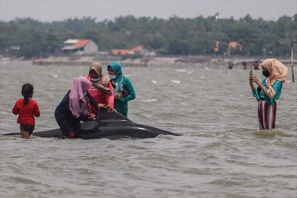 Pilot whales stranded on Indonesia's Madura island