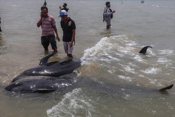 Pilot whales stranded on Indonesia's Madura island