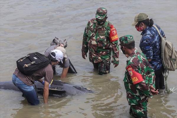 Pilot whales stranded on Indonesia's Madura island