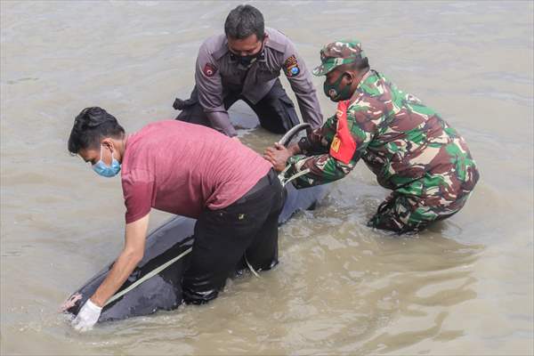 Pilot whales stranded on Indonesia's Madura island