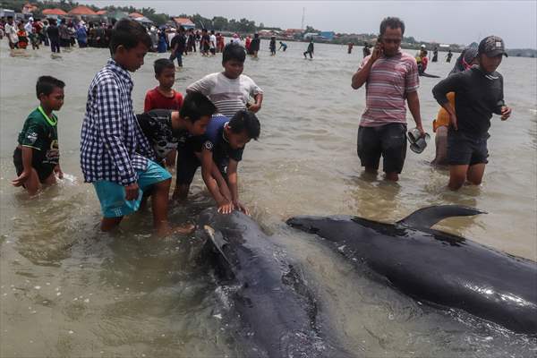 Pilot whales stranded on Indonesia's Madura island