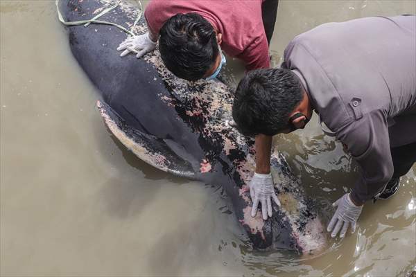 Pilot whales stranded on Indonesia's Madura island