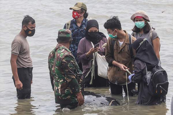 Pilot whales stranded on Indonesia's Madura island