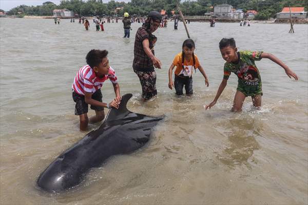 Pilot whales stranded on Indonesia's Madura island