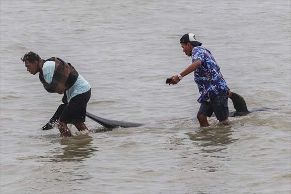Pilot whales stranded on Indonesia's Madura island